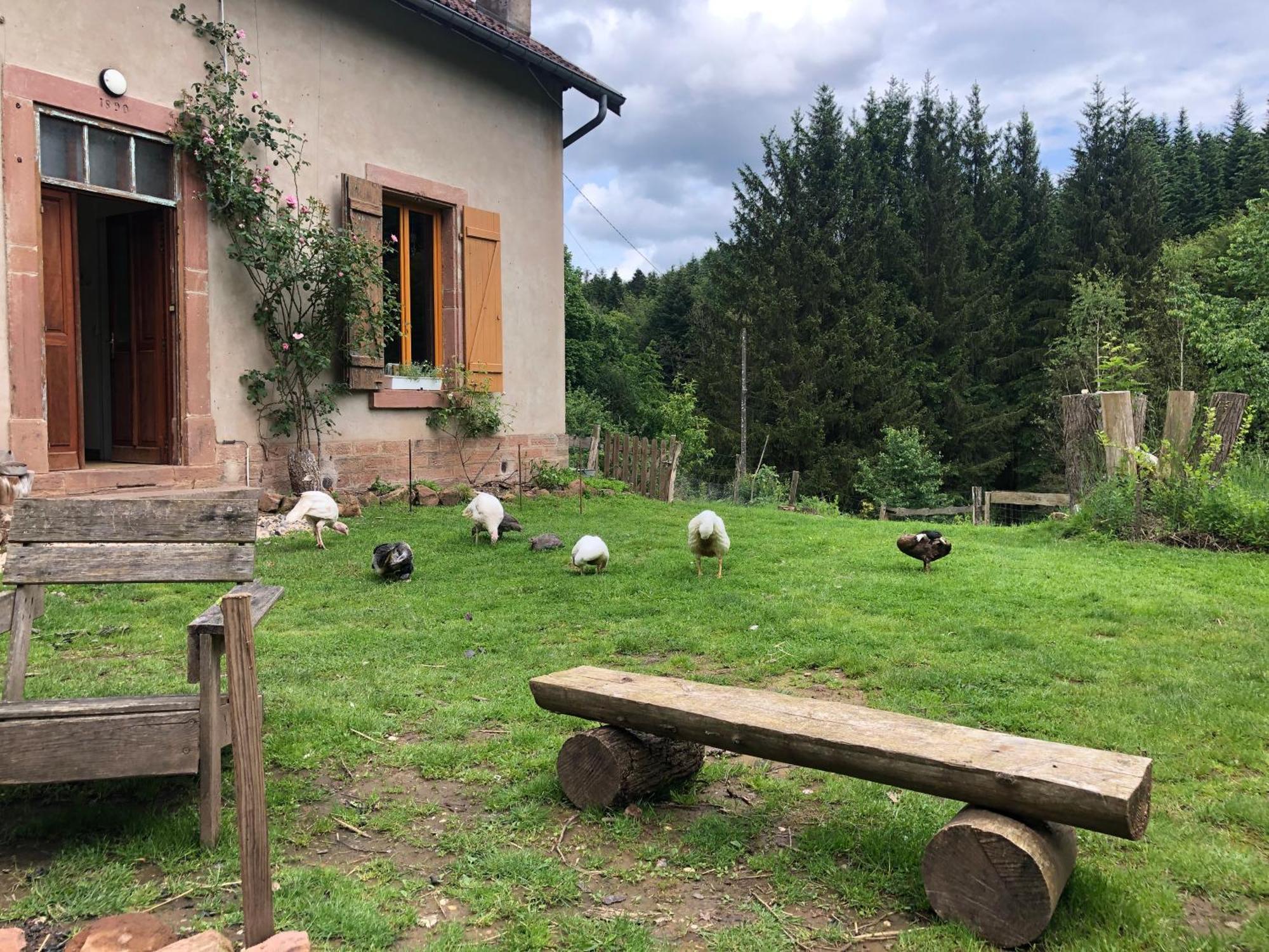 A L'Oree De Soi - Maison Forestiere De La Soie - Eco Gite, Chambres D'Hotes, Camping Au Pied Des Vosges Saint-Sauveur  Luaran gambar