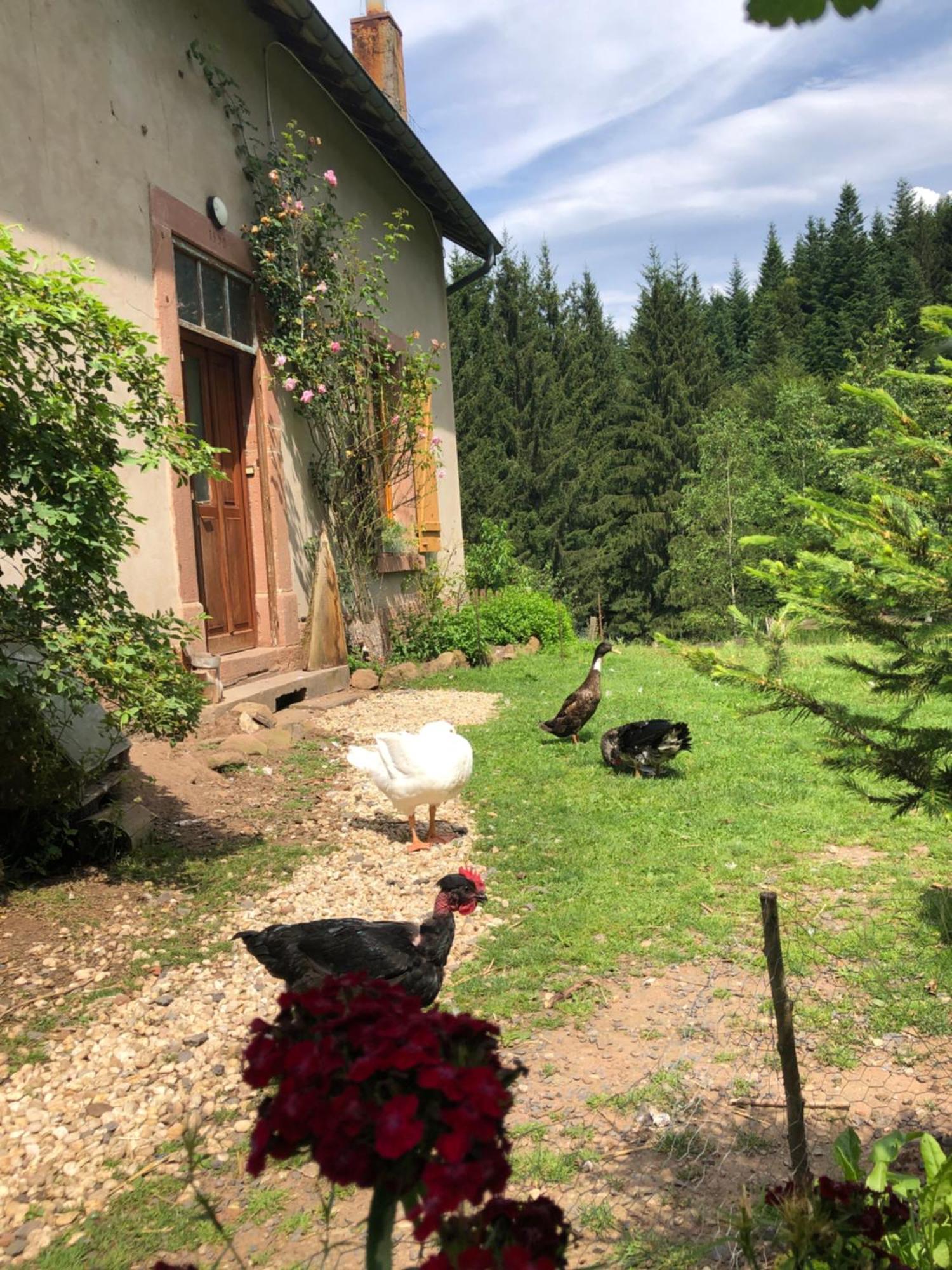 A L'Oree De Soi - Maison Forestiere De La Soie - Eco Gite, Chambres D'Hotes, Camping Au Pied Des Vosges Saint-Sauveur  Luaran gambar